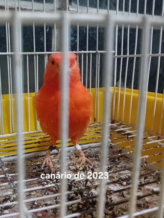 Canários de vermelho de 2023