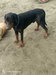 Excelente fêmea Dobermann