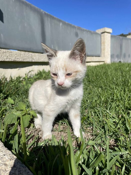 Gatinhos para adoçao (machos)