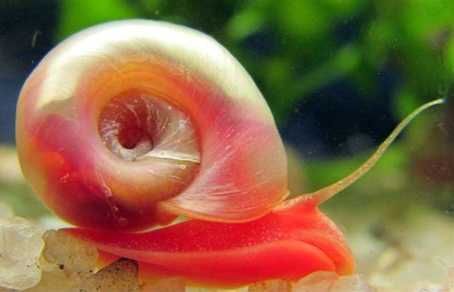 Ślimak Zatoczek Różowy (Planorbella sp. Pink) - 4 szt.