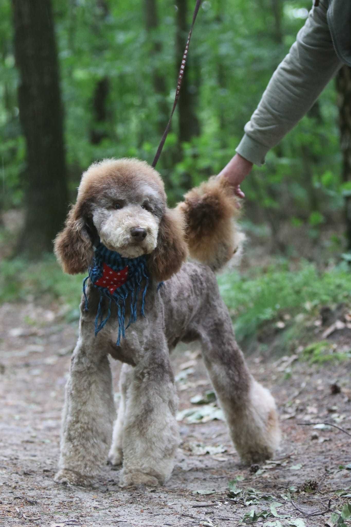 PUDEL królewski duży poodle pies/samiec Choco Tan RALPHI Poodle