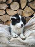 Border Collie Samiec