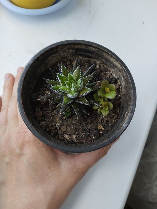 Вазони. Є ще варіанти