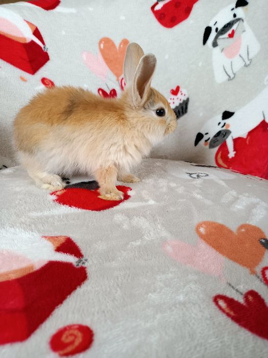 Królik miniaturka