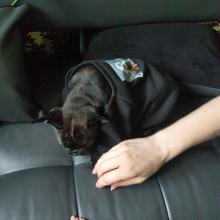 Хлопчик та дівчинка DARK BRINDLE/ CHOCO BRINDLE - TOP-якості