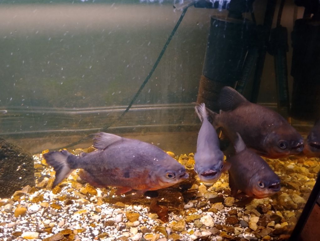 Piranie Red pacu