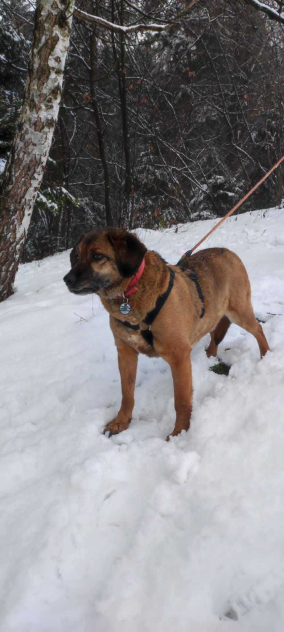 Fajny, przyjazny piesek mix posokowca szuka domu. Adoptuj!