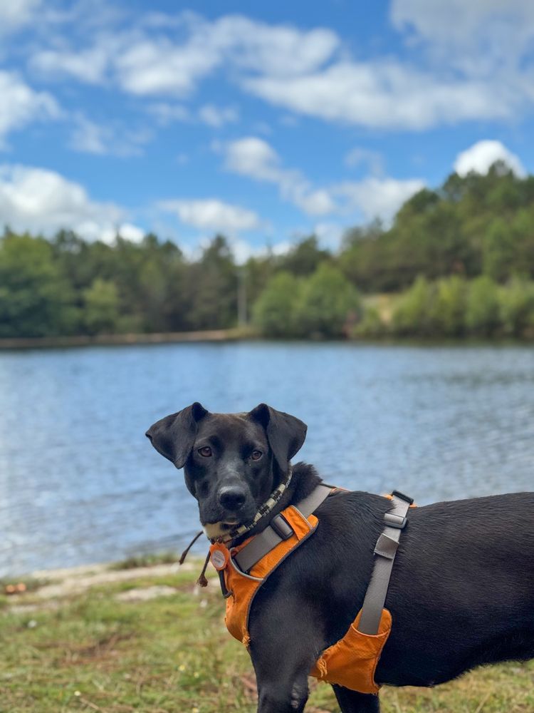 Alma - 2 anos, porte médio (20kg)