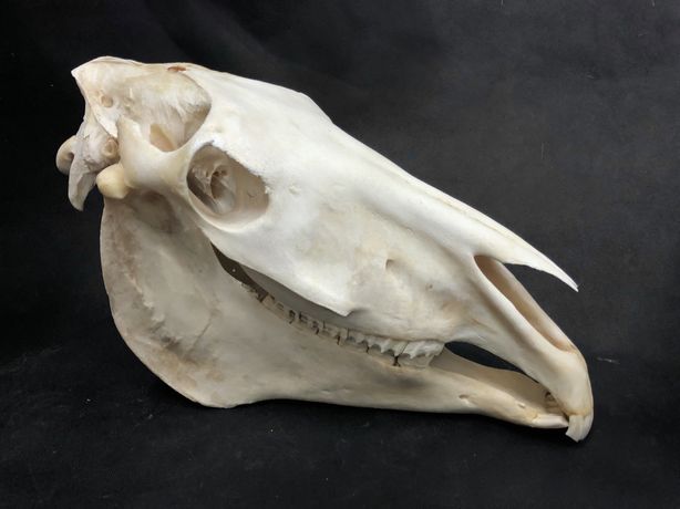 Model czaszki spreparowana czaszka z konia przedmiot naukowy