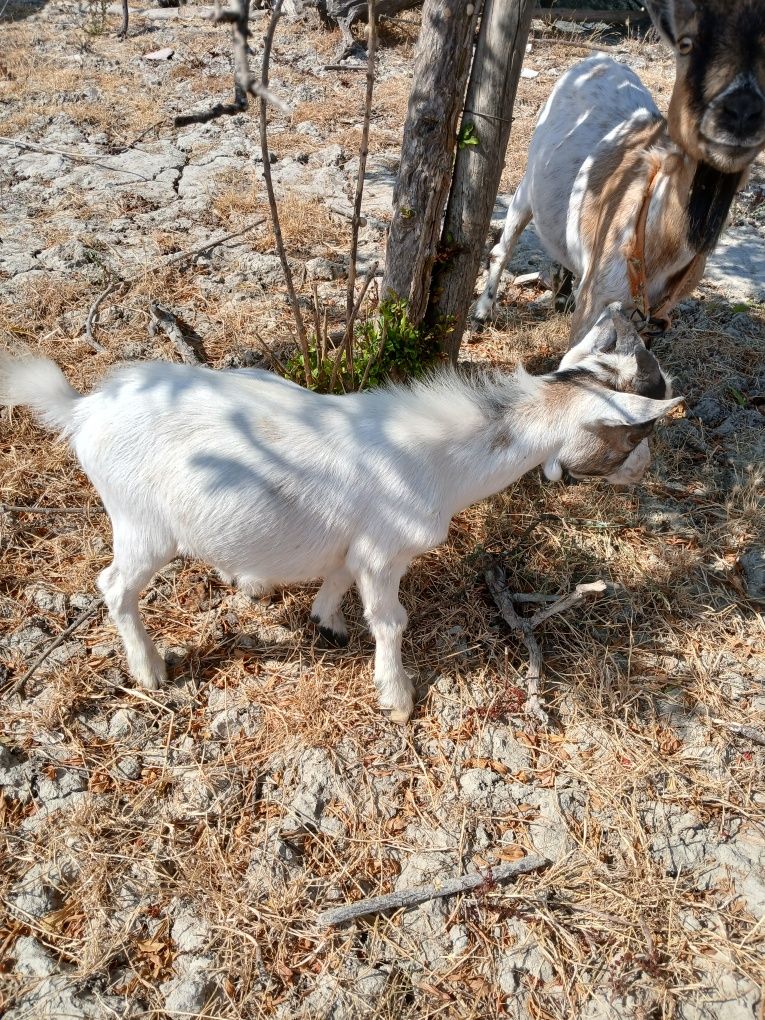 Cabrito anao super pequeno com 5.5meses