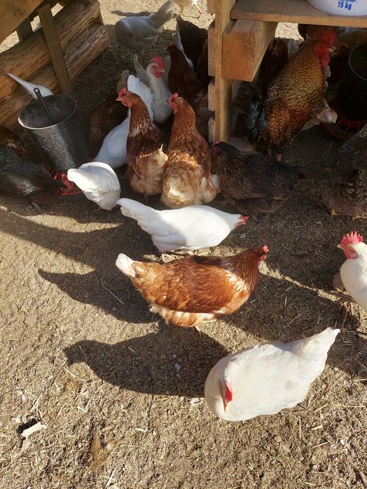 Jajka, Jaja wiejskie ekologiczne