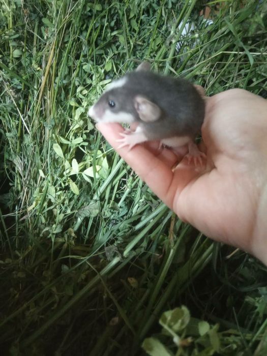 Криски добрі та лагідні білі чорні сфінкс криса доставка щурик клітк