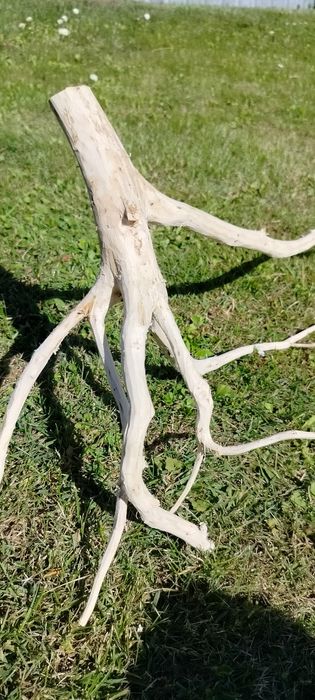 Sprzedam korzeń do akwarium terrarium