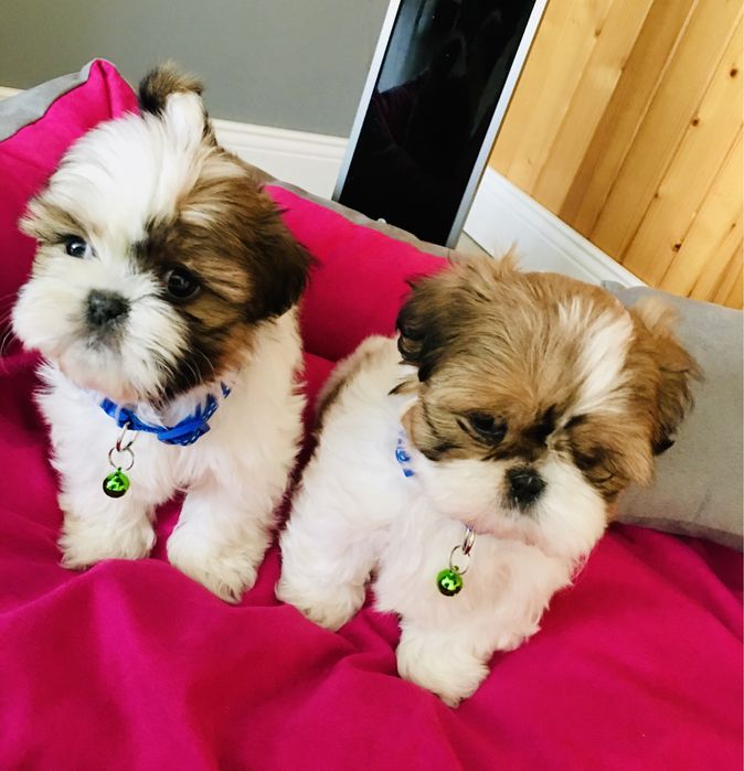 Shih tzu szczeniaczek