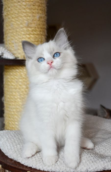 Kocurek ragdoll blue bicolor