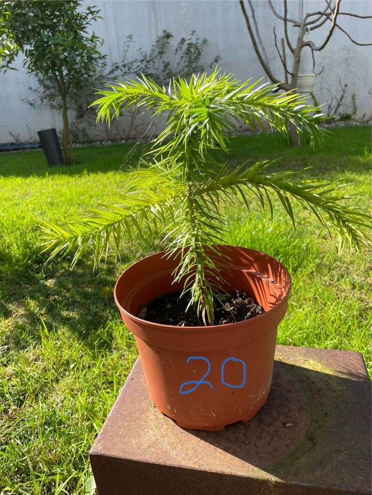 Planta Araucaria