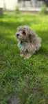 Maltipoo maltidoodle maltańczyk pudel toy