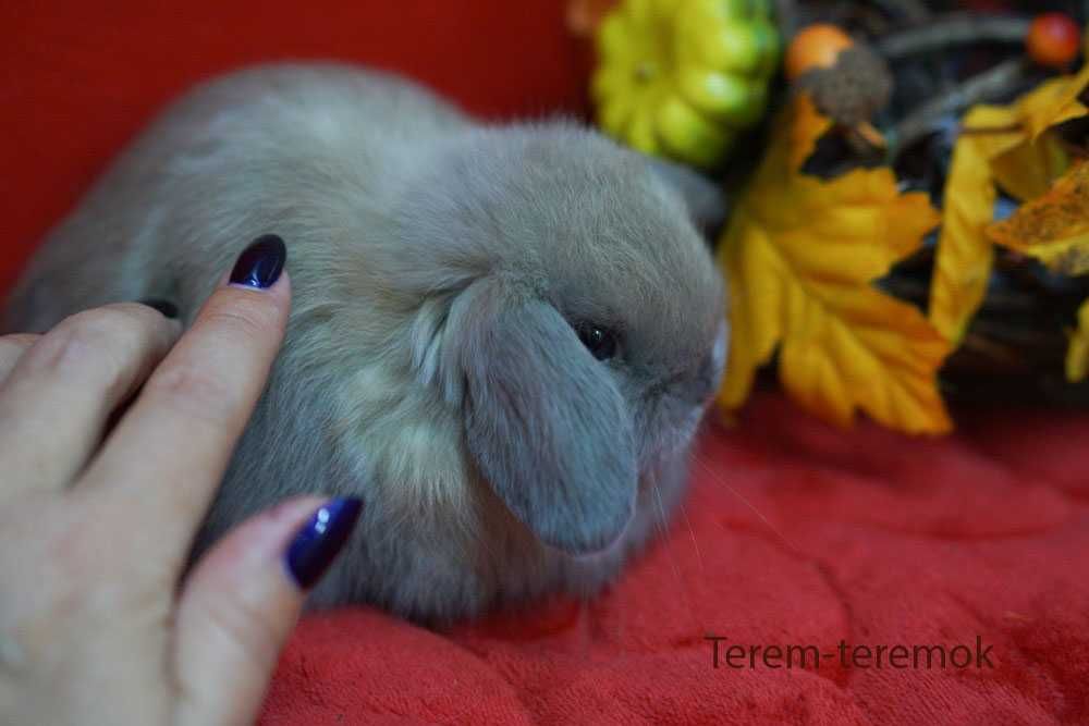 Карликове кроленя в рідкісному забарвленні!