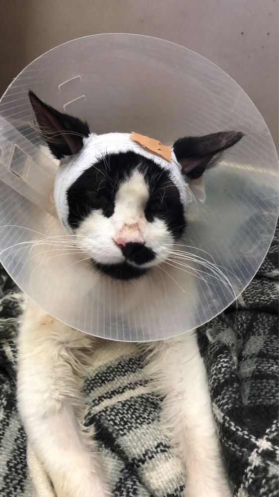 Yinyang - Gato procura familia fe acolhimento