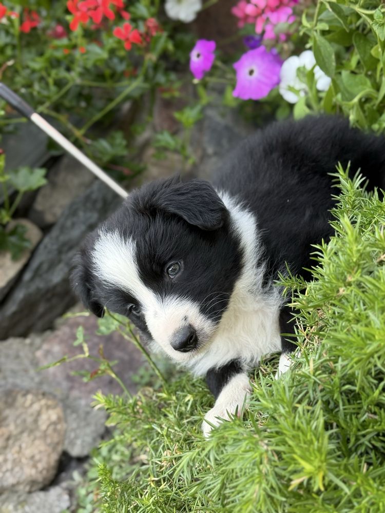 Suczka Border Collie Gotowa do odbioru