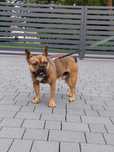 Buldog Francuski oddam za darmo