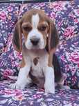 Beagle szczeniak piesek.