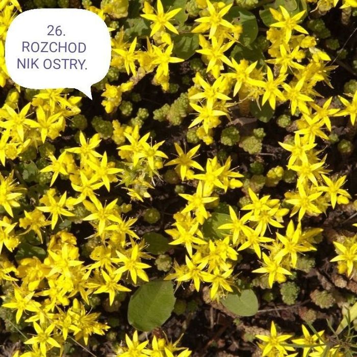 Kwiaty wieloletnie i zimujące