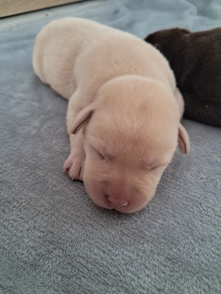 Labrador retriever