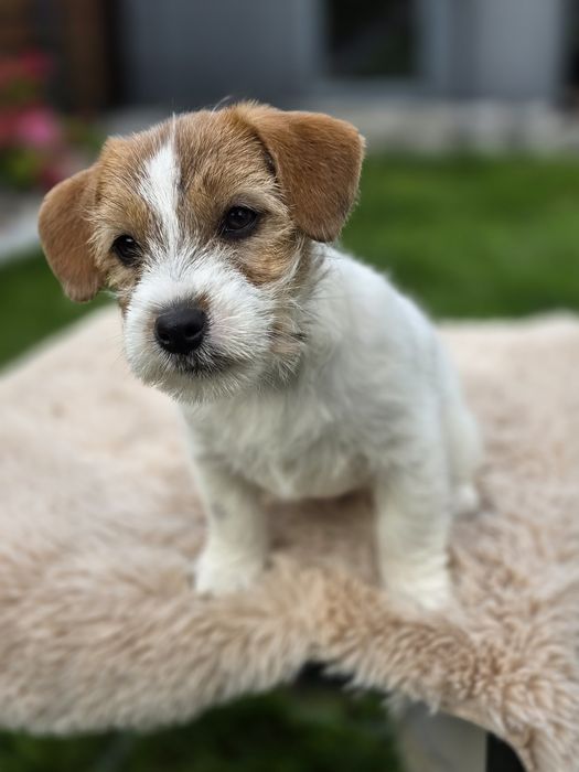 Jack Russell Terrier FCI ZKwP