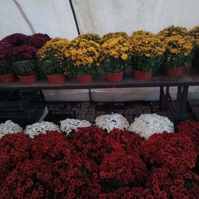 Chryzantemy , Dąbki