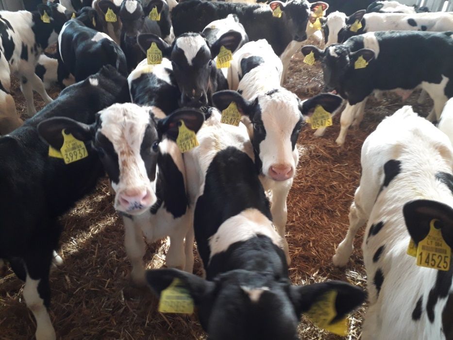 Cielęta, cielaki, byczki oraz jałówki mięsne, MM,MS,HF transport