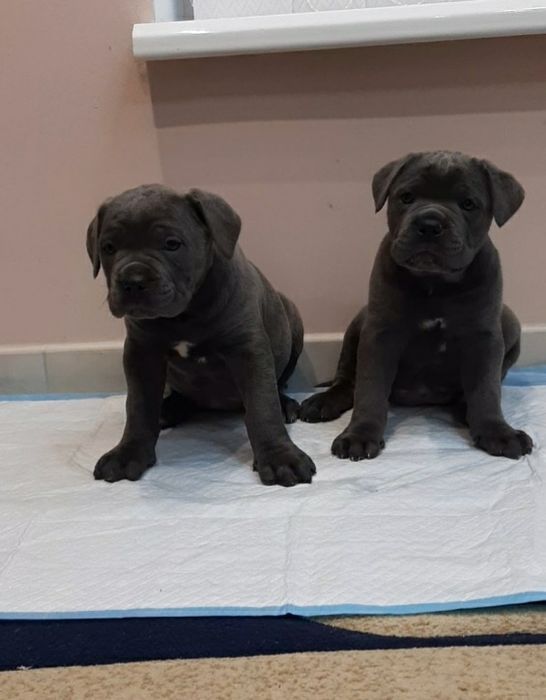 Кане корсо голубого забарвлення.