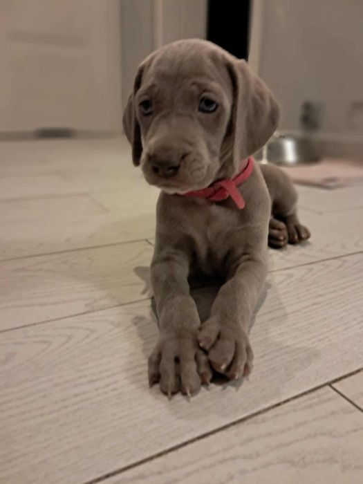 Wyżeł Weimarski szczenię