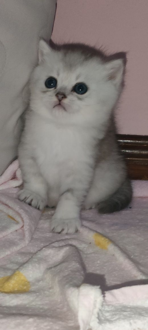 British Shorthair