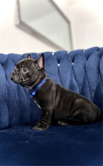 Buldog francuski marengo