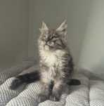 Srebrzysta kotka Maine coon!!!
