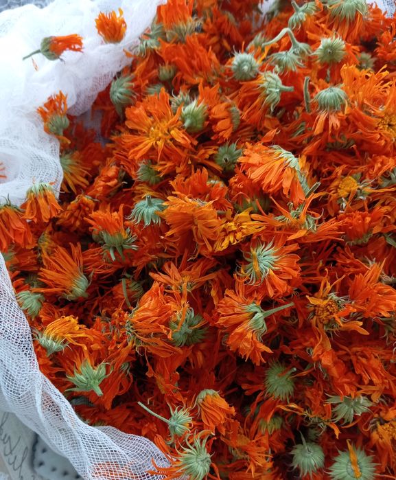 Сухі квіти чорнобривців і календули(нагідки)