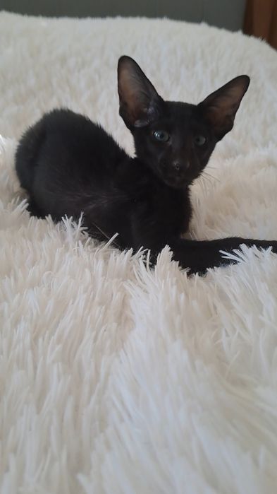 Орієнтальні кошенята