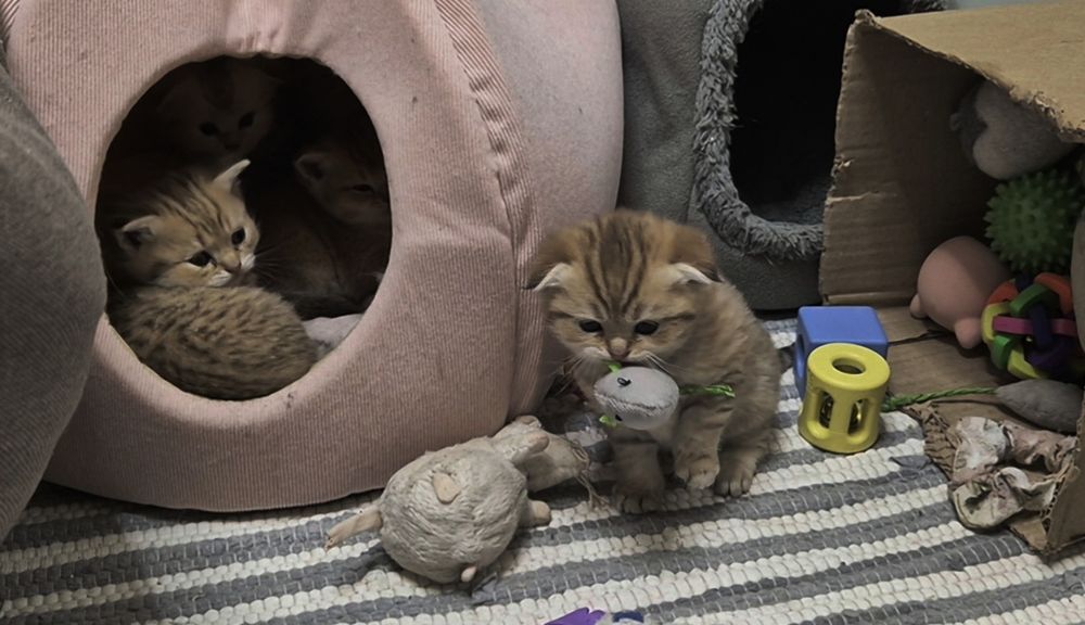 Шотландские котята вислоухие и прямоухие, девочки и мальчик