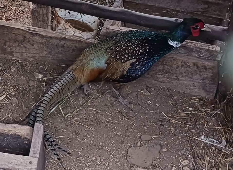 Casal de faisões de coleira