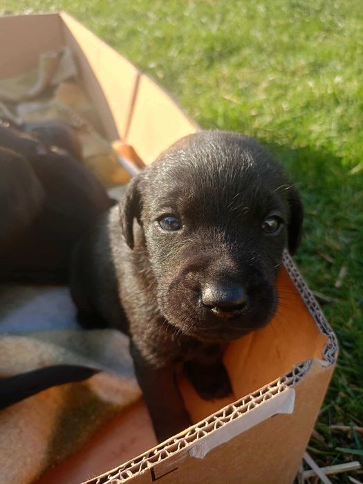 Szczeniaki labrador