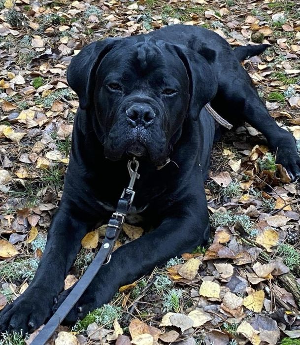 Cane Corso pies dorosly z rodowodem