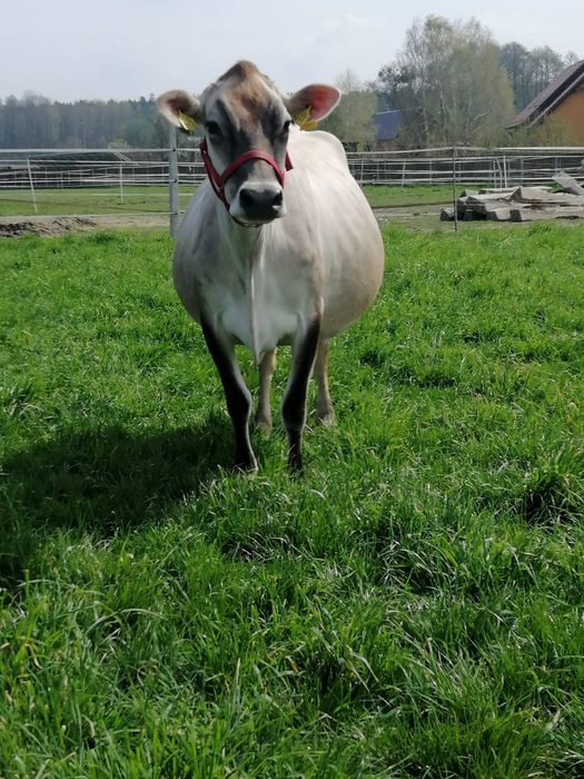 Mleko krowie 10 litrów Jersey wysyłka