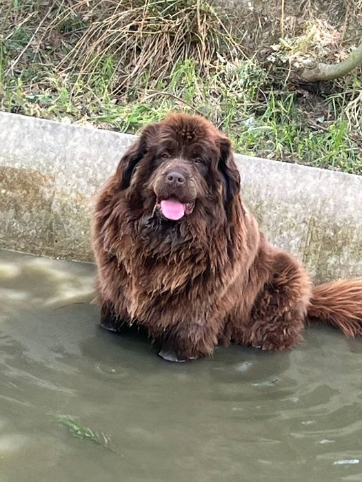 Nowofundland zapowiedź miotu wiosna 2026