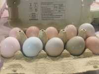 Jajka lęgowe kury