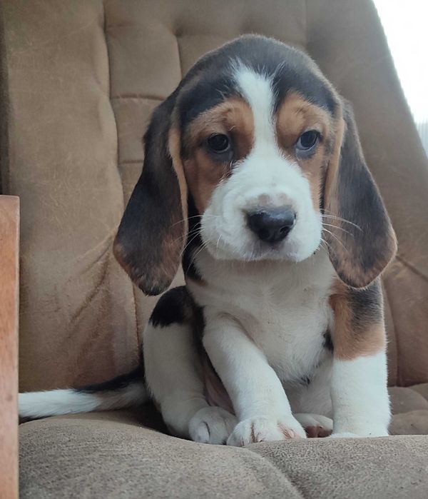 Beagle suczka tricolor