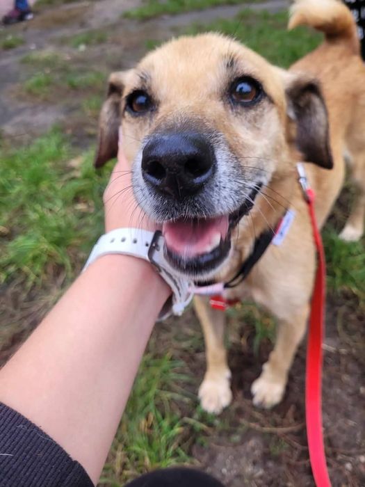 Malutka Fibi do adopcji