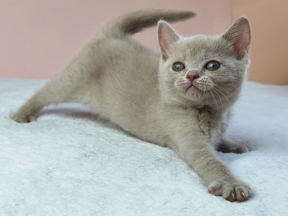 Шотландская кошечка с документами и прививками