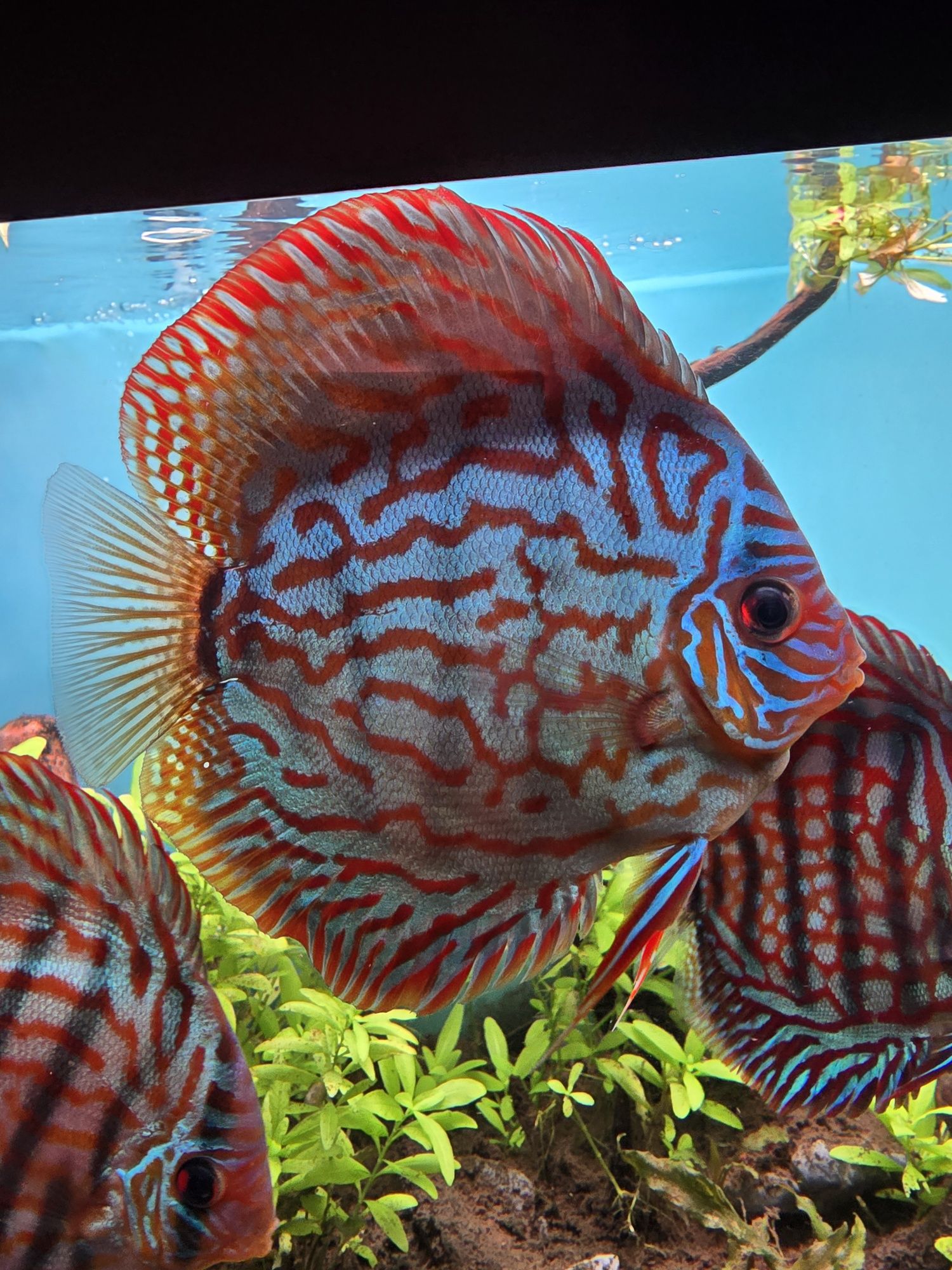 Discus Blue Turquoise 10-12cm