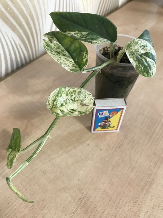 Филодендроны. Сциндапсусы, Эпипремнумы